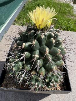 Preview: Thelocactus panarottoanus